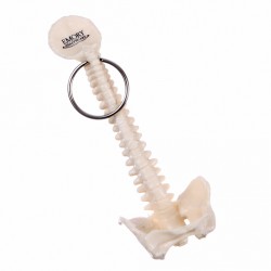 Custom Logo  Spine shape keychain. Custom Logo  Spine shape keychain.